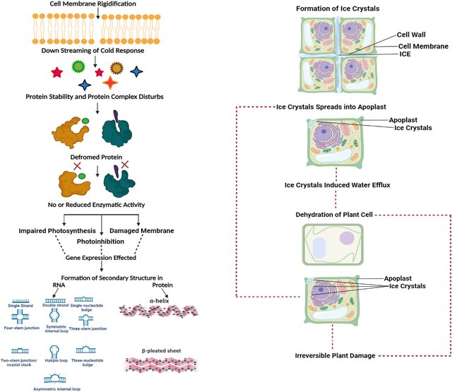 Molecular and genetic perspectives of cold tolerance in wheat