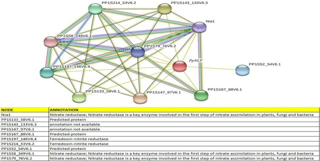 Genome-wide study and expression analysis of Nodule-inception-like protein (NLP) gene family in Physcomitrella patens reveal its role in nitrogen response