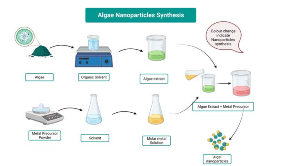 Nanomaterial applications for improved plant and algae genetic engineering