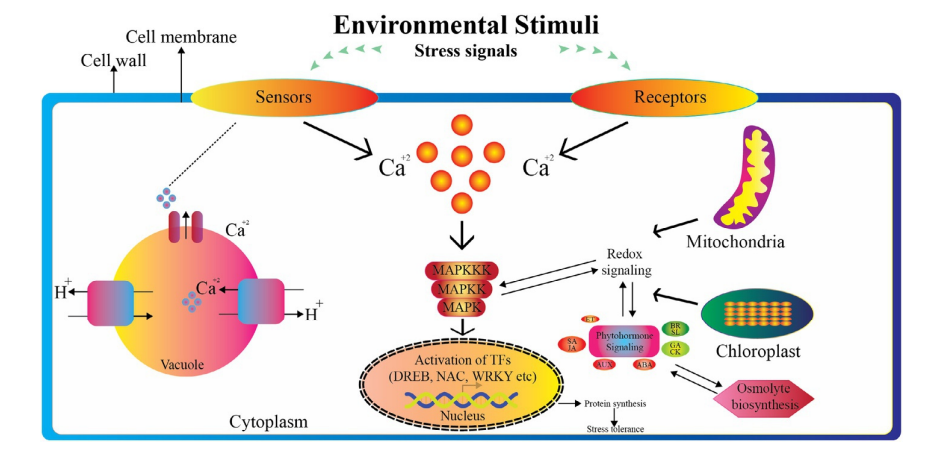 Role of exogenous phytohormones in mitigating stress in plants