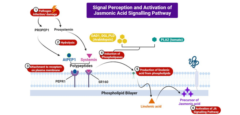 Role of phytohormones in biotic vs abiotic stresses with respect to PGPR and autophagy